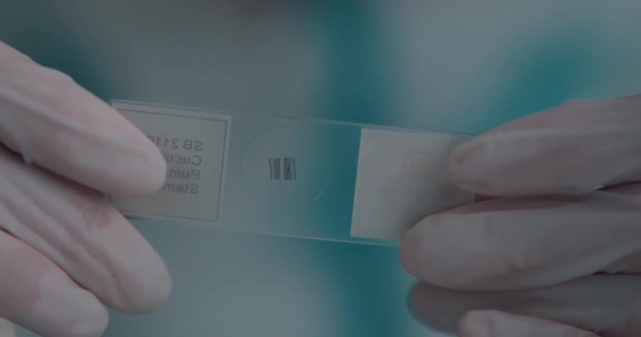 Person holds up translucent slide
