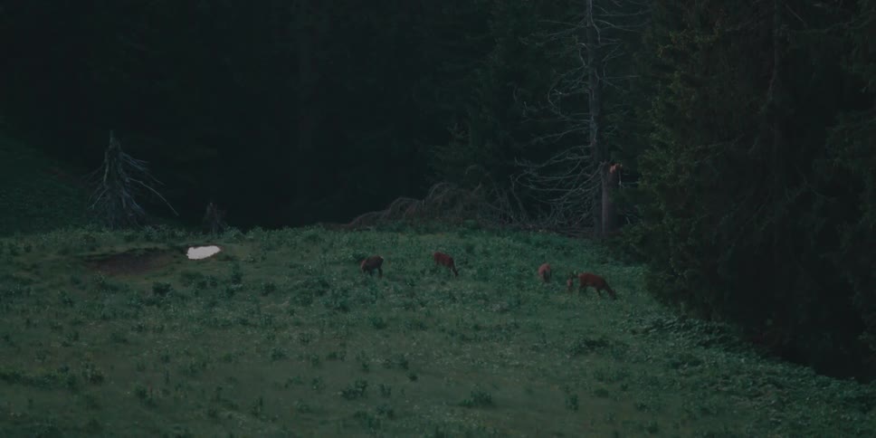 Animals are grazing in a forest area