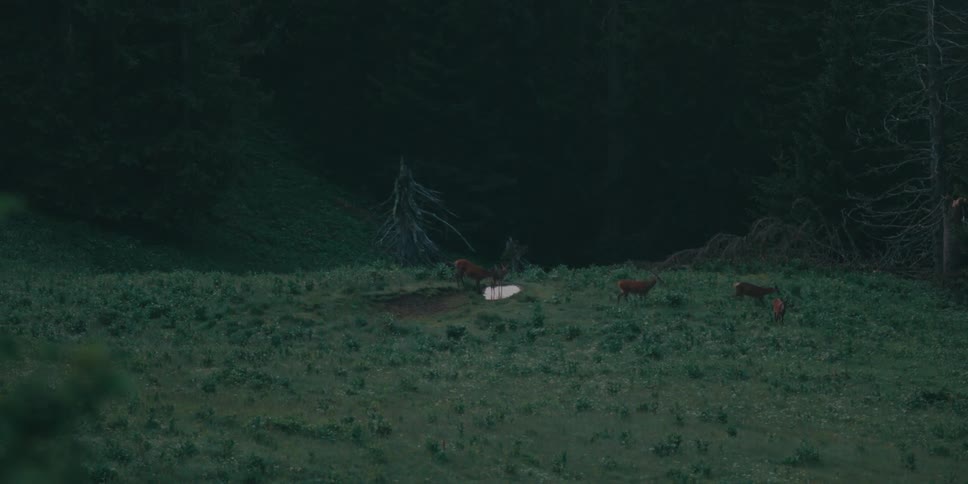 Deer walking across a green field in nature