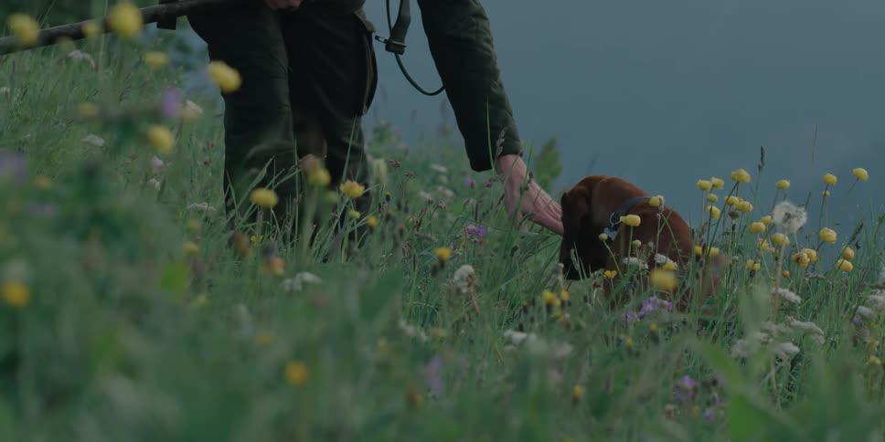 A person bends down and lets a dog sniff their hand in a rural field