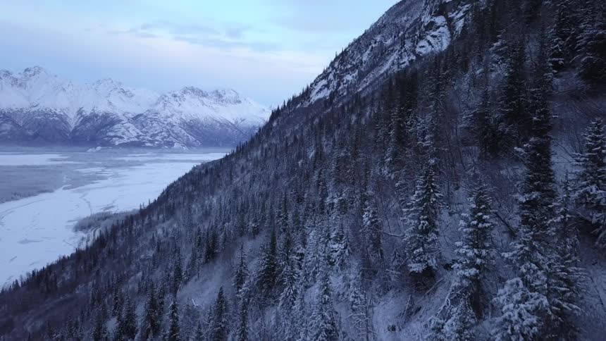 Pine trees cover a mountainside on a winter morning