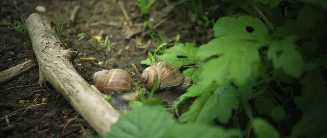 Two land snails on the rich brown soil near green plants