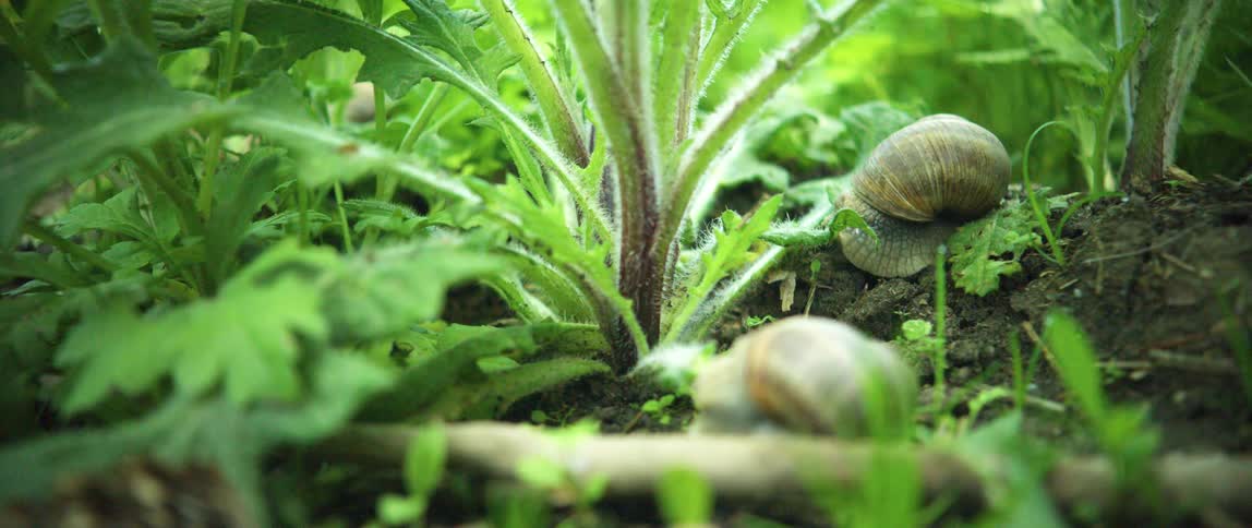 Two gray snails rest at the base of a plant in a garden