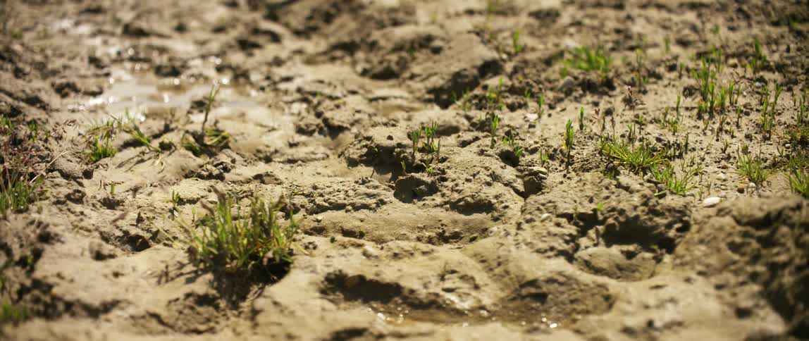 There is a small amount of grass in the mud