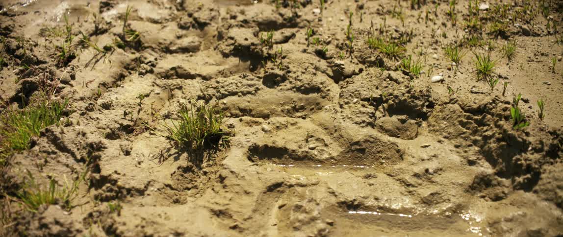 A puddle of mud on the ground on a summer day