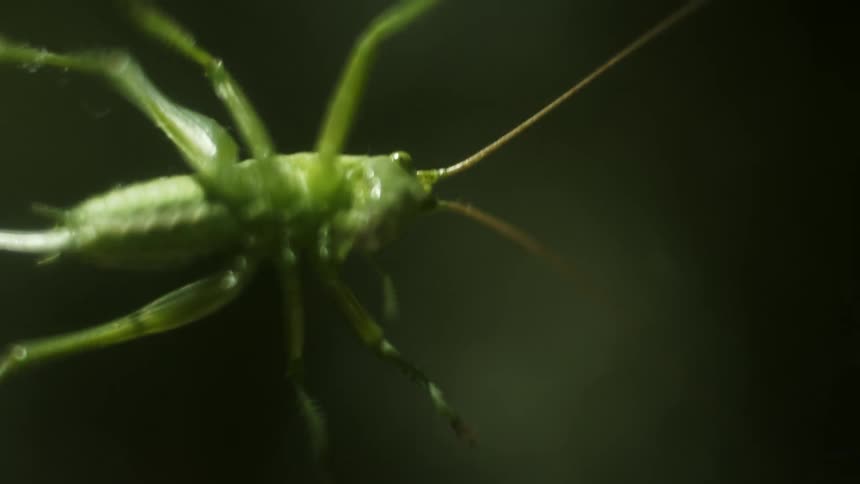 A green grasshopper walks across a clear surface