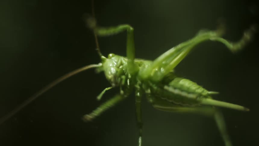 A grasshopper is crawling outdoors