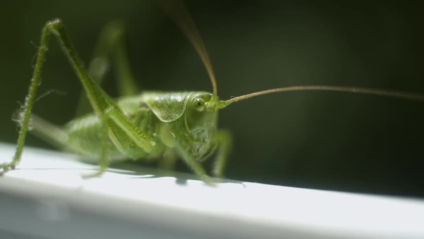 A green grasshopper on a white rail