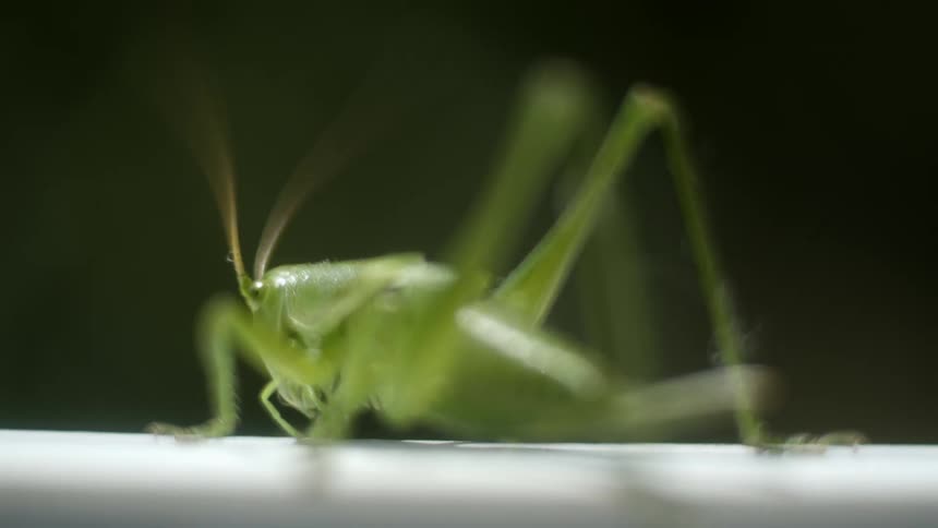 A grasshopper is crawling on a ledge outdoors