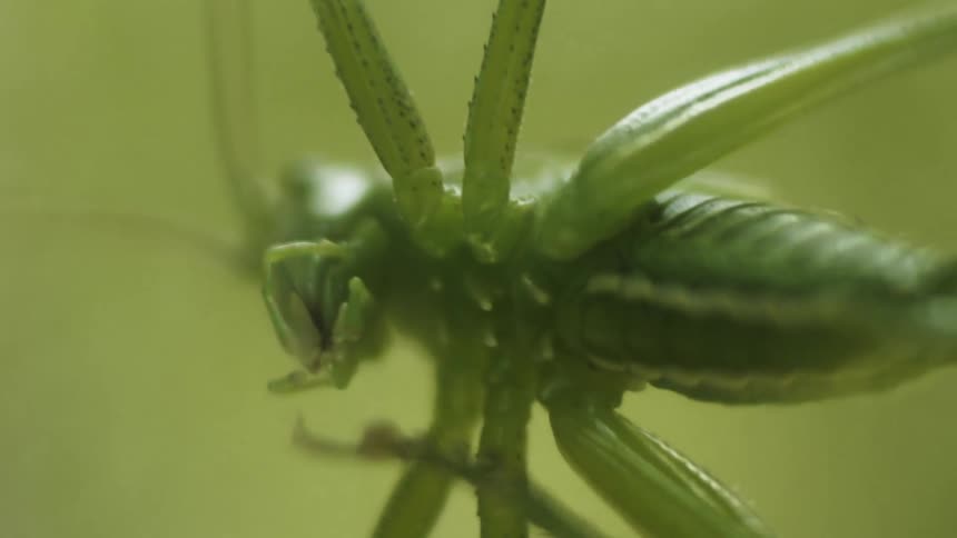 Green grasshopper chews on something presented by its leg