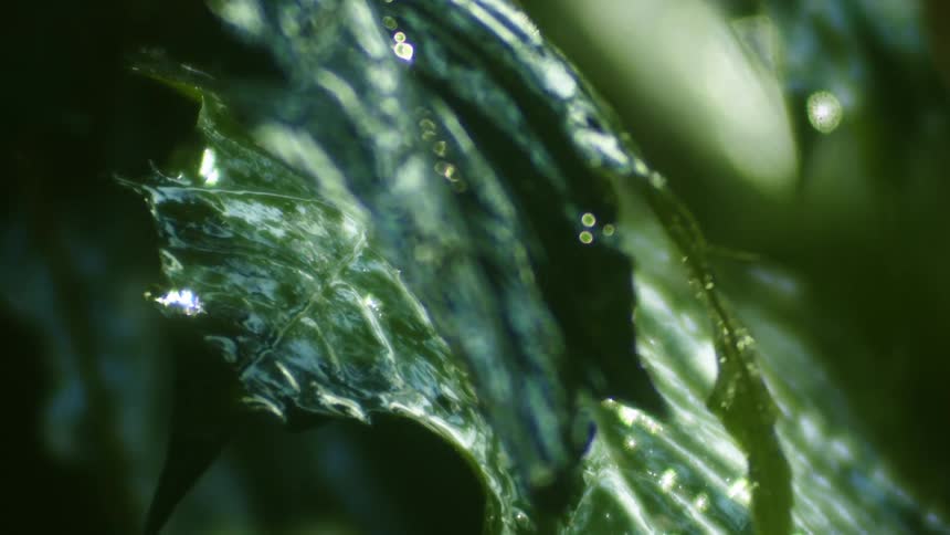 Raindrops falling on green leaves on a summer day