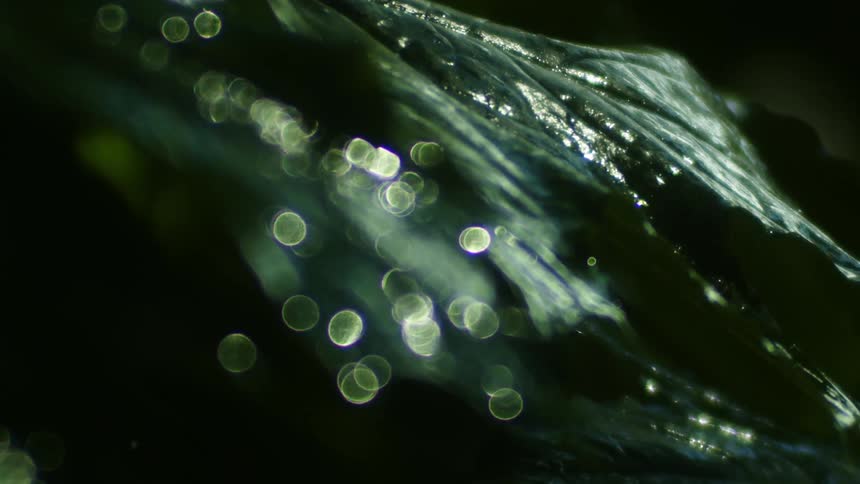 Light reflection on the wet green leaves on the rain