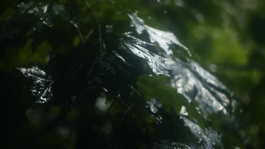 Raindrops falling over the big green leaves of a plant outdoors