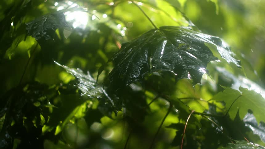 Its raining in a tropical area
