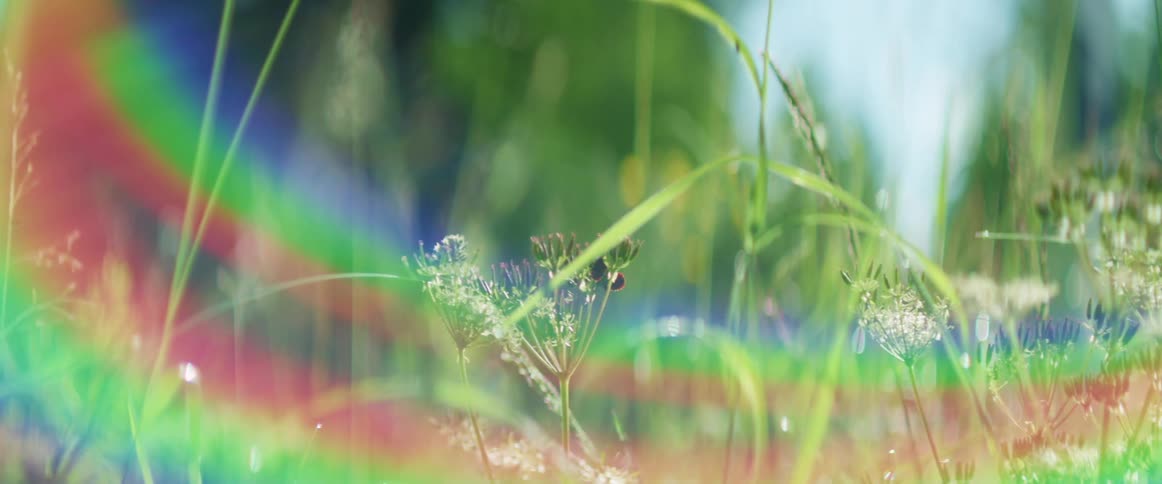 Sunlight shines down on stalks of grass in a field
