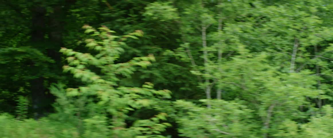Green trees in a forest on a summer day