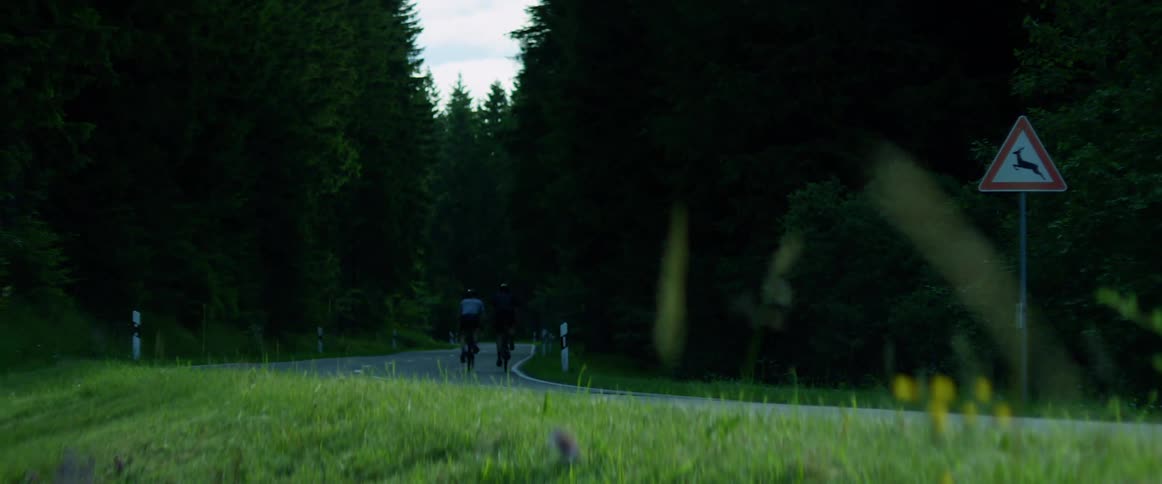 A pair of cyclists ride along a narrow road through an evergreen forest