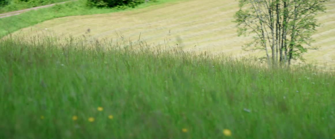 Green grass in the rolling hills near a field at day
