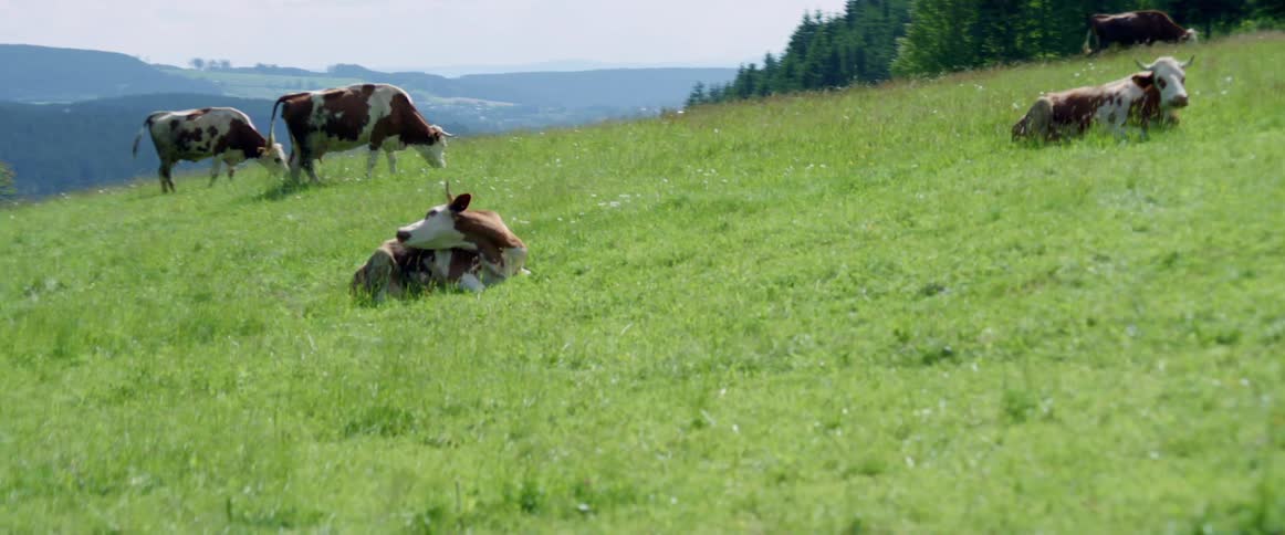 Cows graze in a field overlooking rolling hills