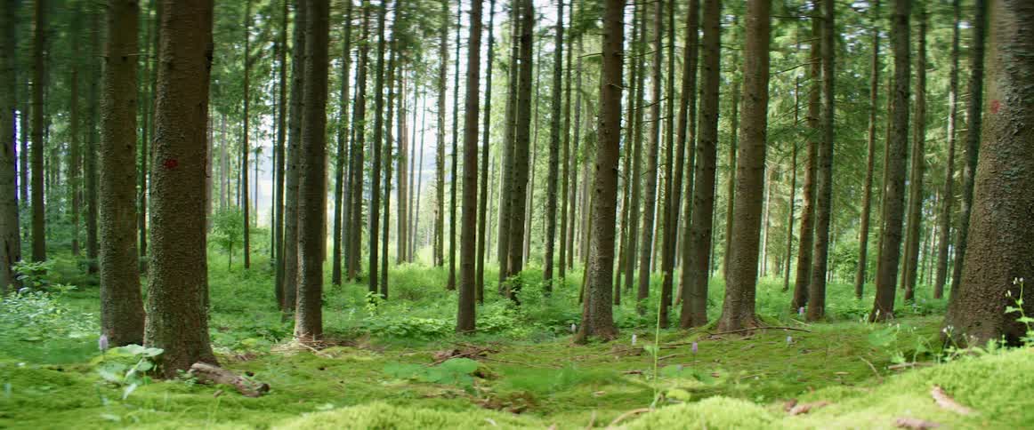 Trees in a forest on a summer day
