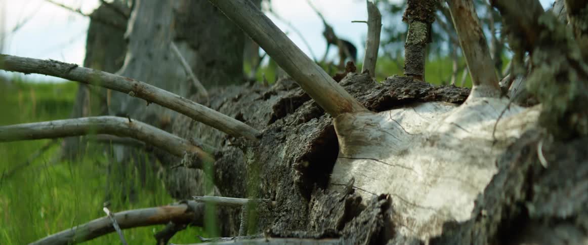 A pair of cyclist ride pass the trunk of a fallen tree in a field