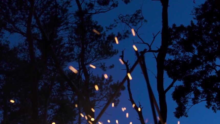 Embers and smoke floating in the air with trees and the sky in the background