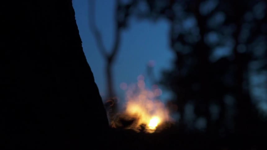 Flames burning in a fire pit next to trees
