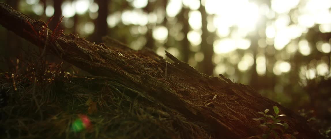 A close view of a forest floor during the daytime