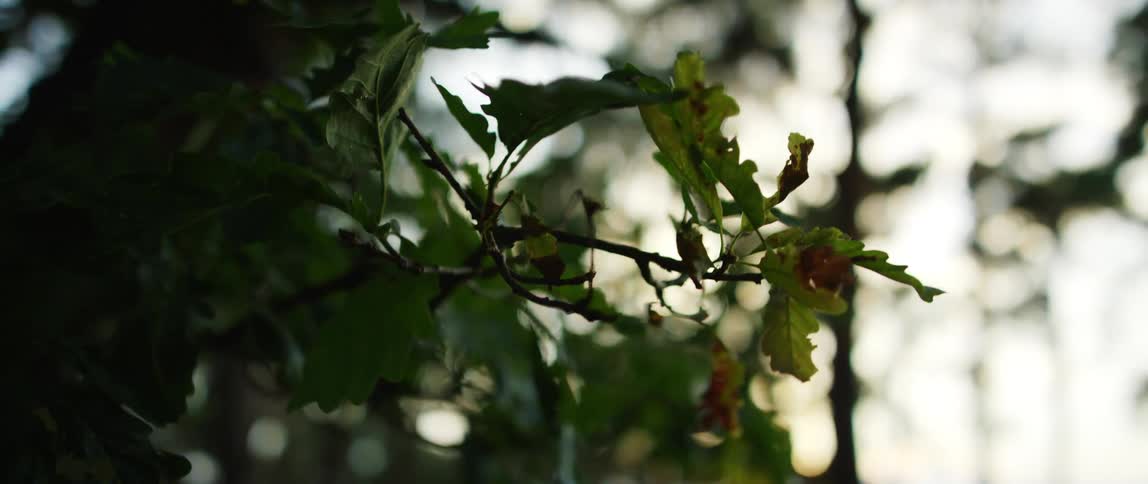 Wind blowing through green leaves on a tree