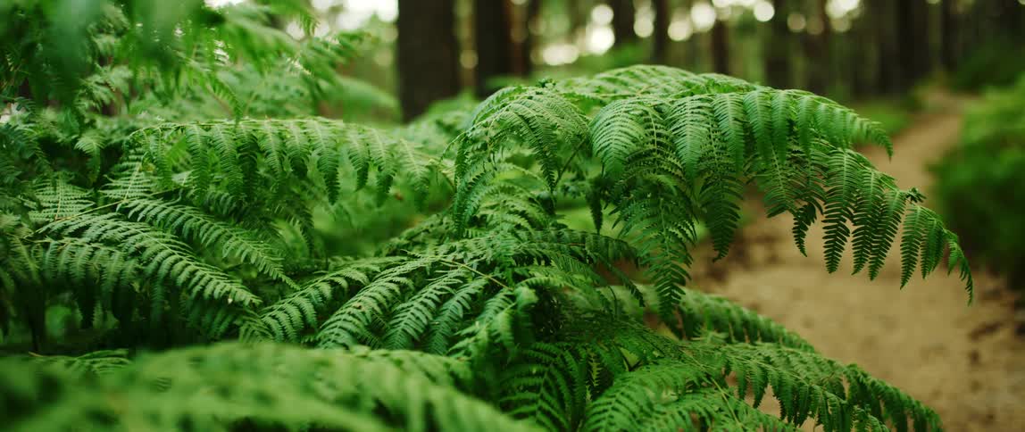 A bush with dense green leaves sits in a forest near tall trees