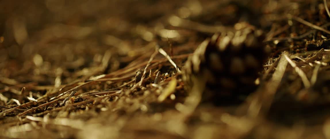 A pine cone lying on the ground