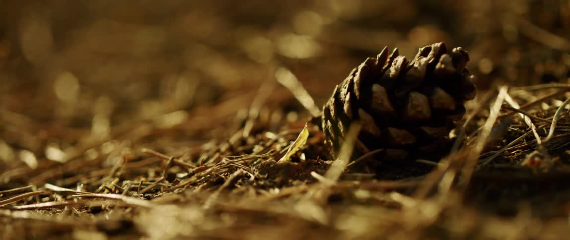 A pinecone on the ground next to twigs with light and shadow