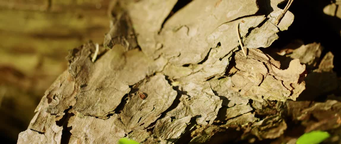 Dried tree bark breaks off a section of a tree