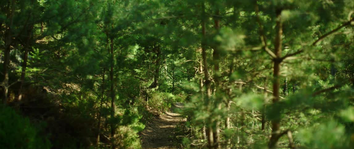 Trees in a forest is displayed in spring