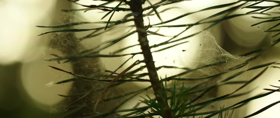 A spider web on a pine tree branch