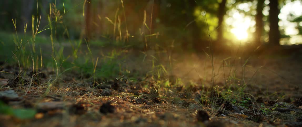 Dust blows over the ground of a woodland in the evening