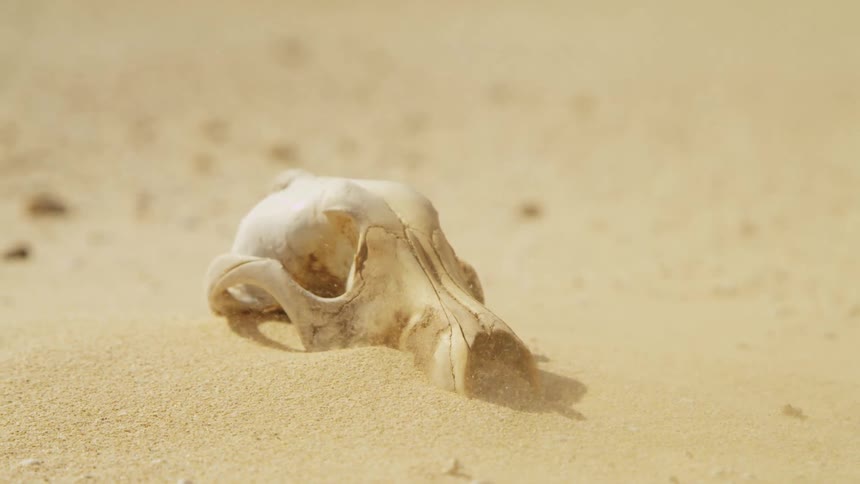 Sand blowing over a skull in a desert