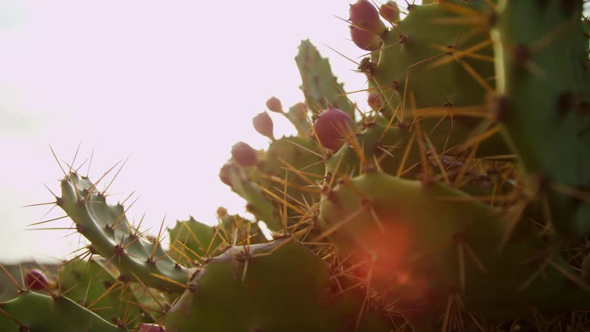 Close up of the spines and fruits of a cactus tree at sunset