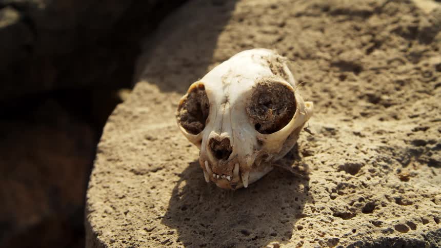 An animal skull sitting on a pile of dirt