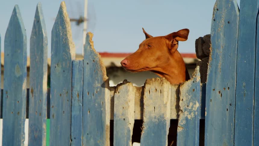 A dog is sitting by the fence in spring