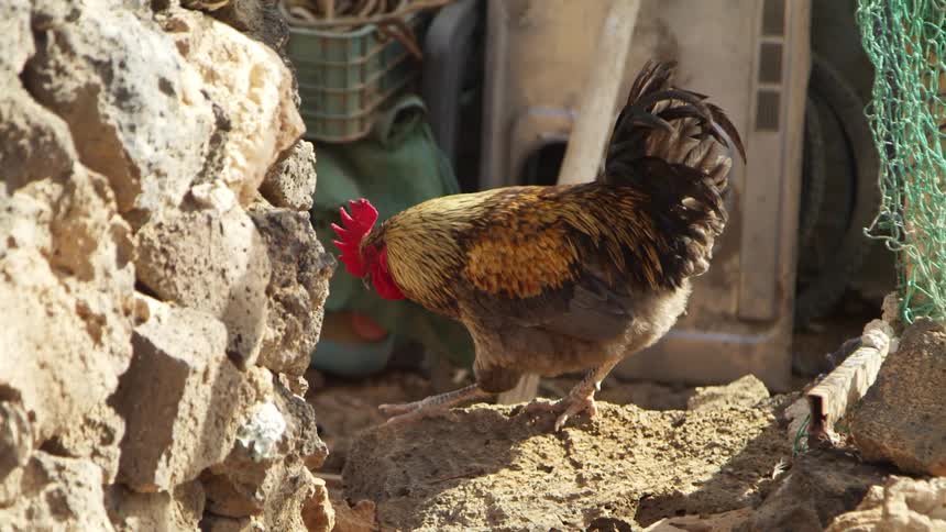 A chicken standing outdoors on a rock hops off onto the ground