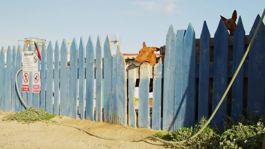 A dog looking over a fence with a sign with the sky and clouds in the background