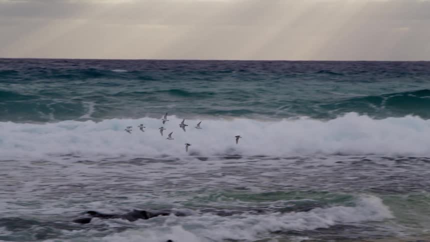 A flock of birds flying over ocean waves on a beach in the daytime