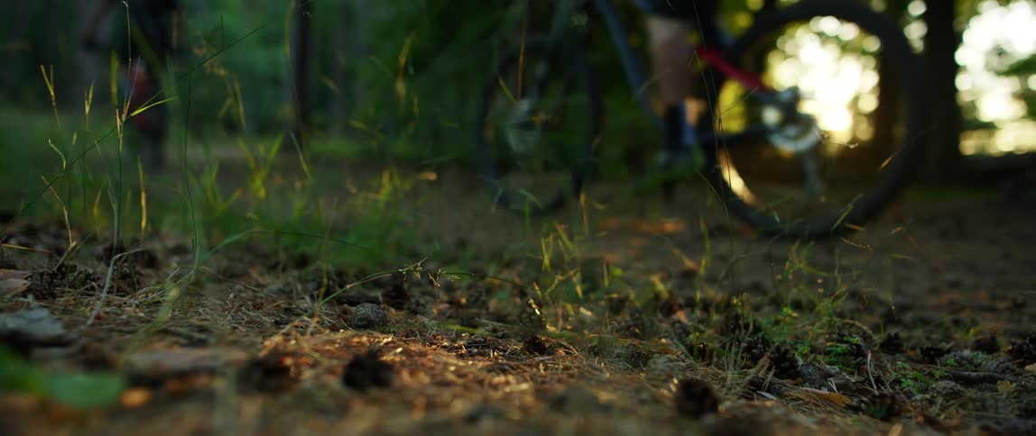 A bicyclist riding in a forest on a summer day