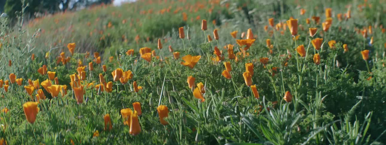 The orange tulips line the hill