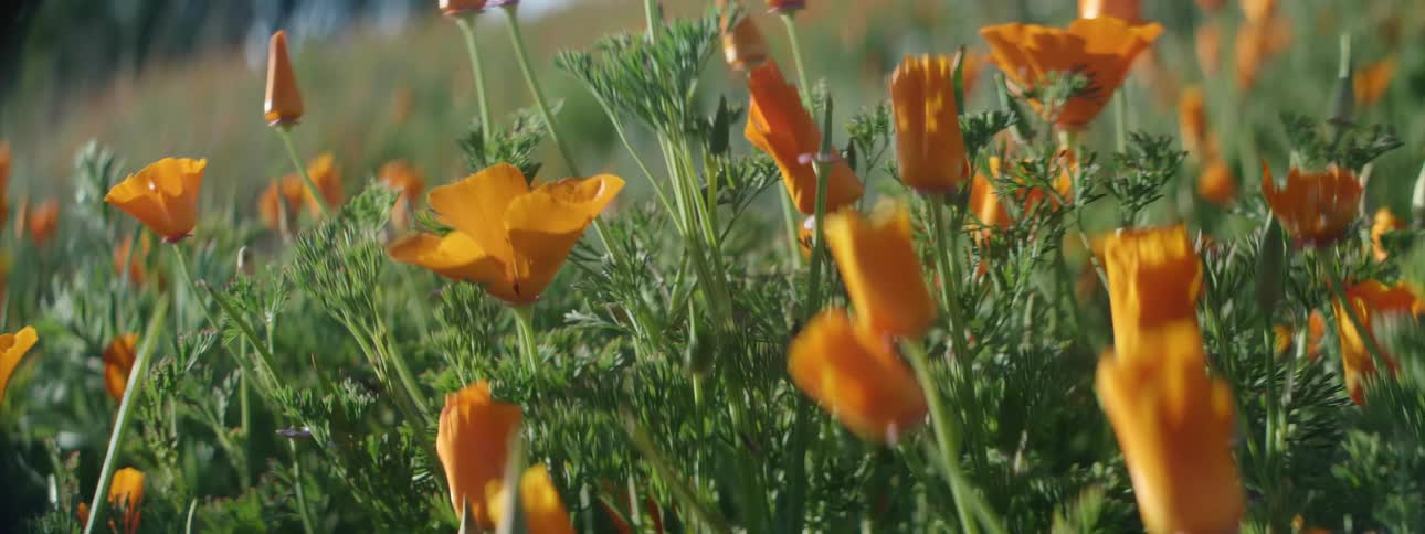 Wind blows through orange poppies growing in a meadow