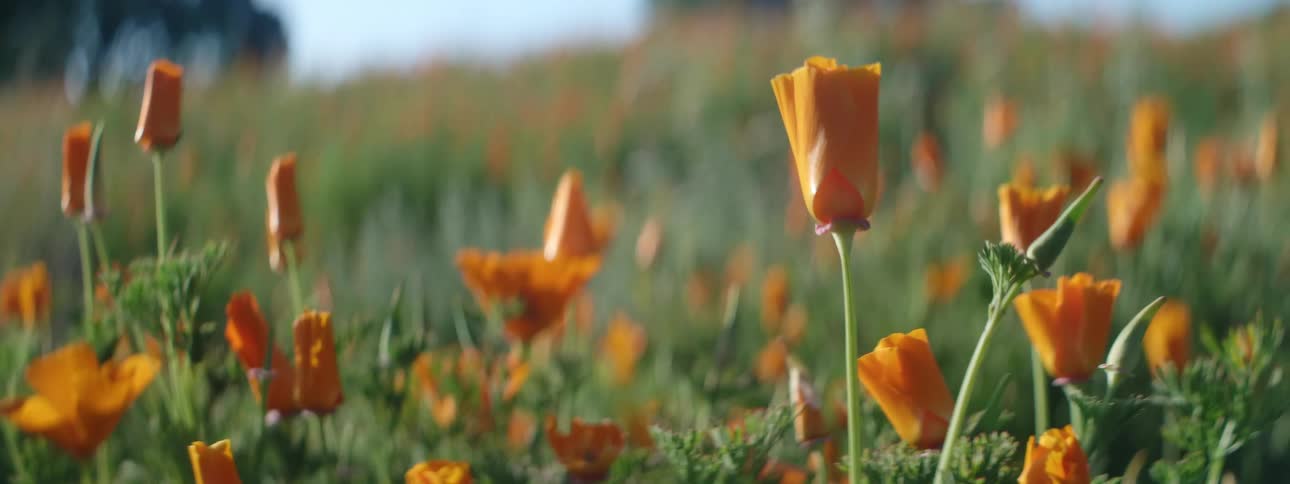 The orange tulips in the wind