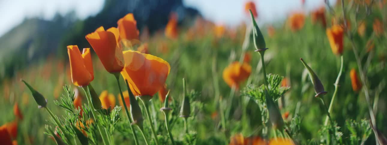 The wind is blowing the flowers on the field