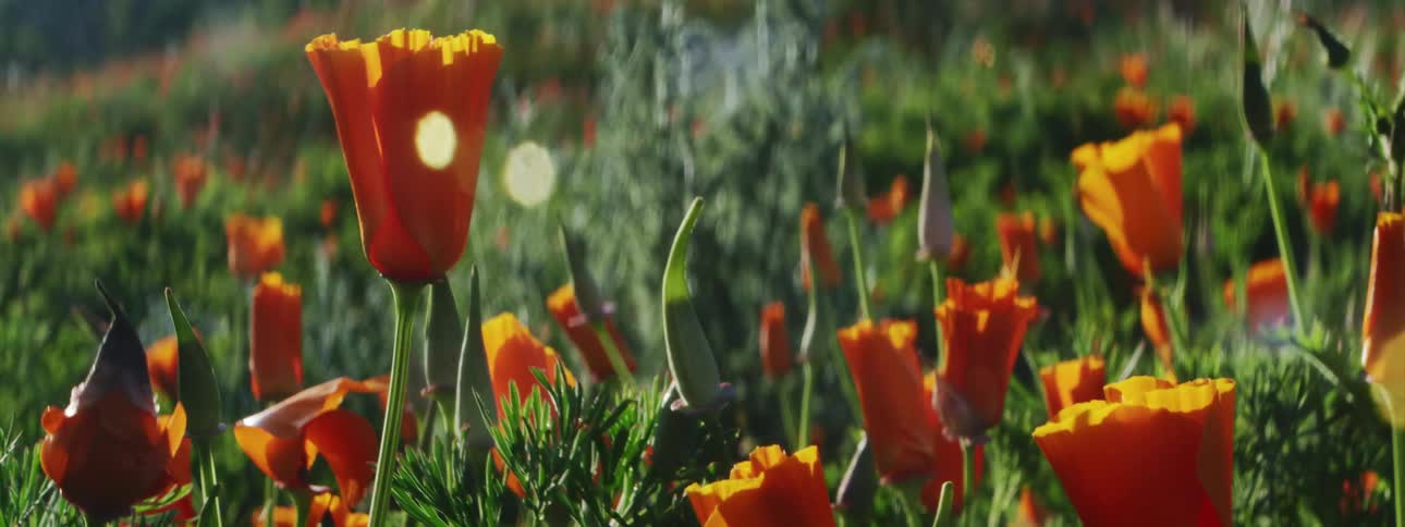 Gentle breeze blows the orange flowers in a field