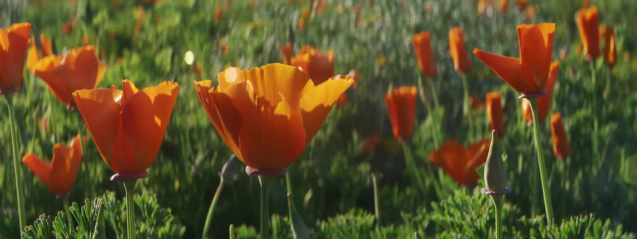 Sunlight shines on the orange flowers of grassland